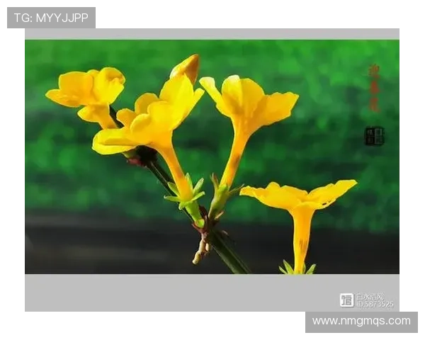 《迎春花》：一曲动人时代的温暖赞歌，点亮平凡生活中的不凡光芒